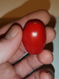 Miniature photo_fev_25_2012
