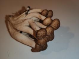 Miniature photo_fev_25_1854