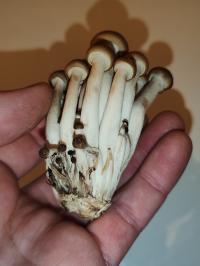 Miniature photo_fev_25_1848