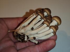 Miniature photo_fev_25_1844