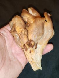 Miniature photo_fev_25_1686