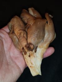 Miniature photo_fev_25_1685