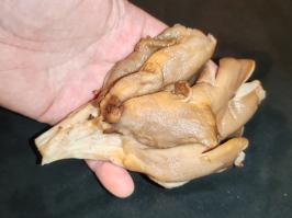 Miniature photo_fev_25_1683