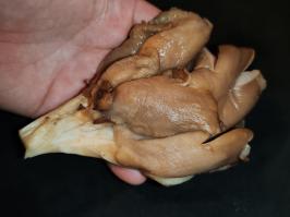 Miniature photo_fev_25_1682
