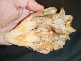 Miniature photo_fev_25_1680