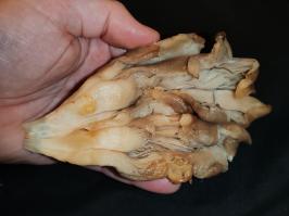 Miniature photo_fev_25_1679