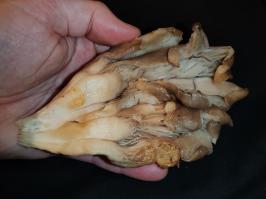Miniature photo_fev_25_1678