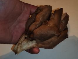 Miniature photo_fev_25_1599