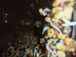Miniature photo_fev_25_1566