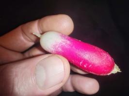 Miniature photo_fev_25_1326