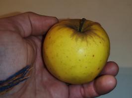 Miniature photo_fev_25_1081