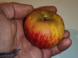 Miniature photo_fev_25_1073