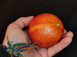 Miniature photo_fev_25_1046