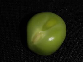 Miniature photo_fev_25_954
