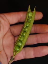 Miniature photo_fev_25_942
