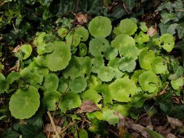 Miniature photo_fev_25_855