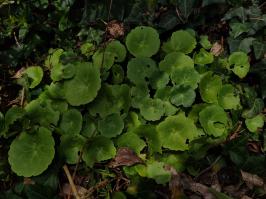 Miniature photo_fev_25_854