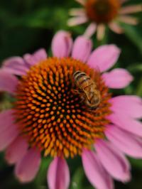 Miniature photo_juil_25_217