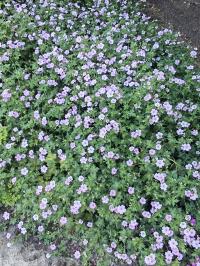 Miniature photo_juil_25_192