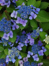Miniature photo_juil_25_106