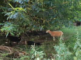 Miniature photo_juil_25_89