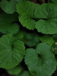 Miniature photo_fev_26_7