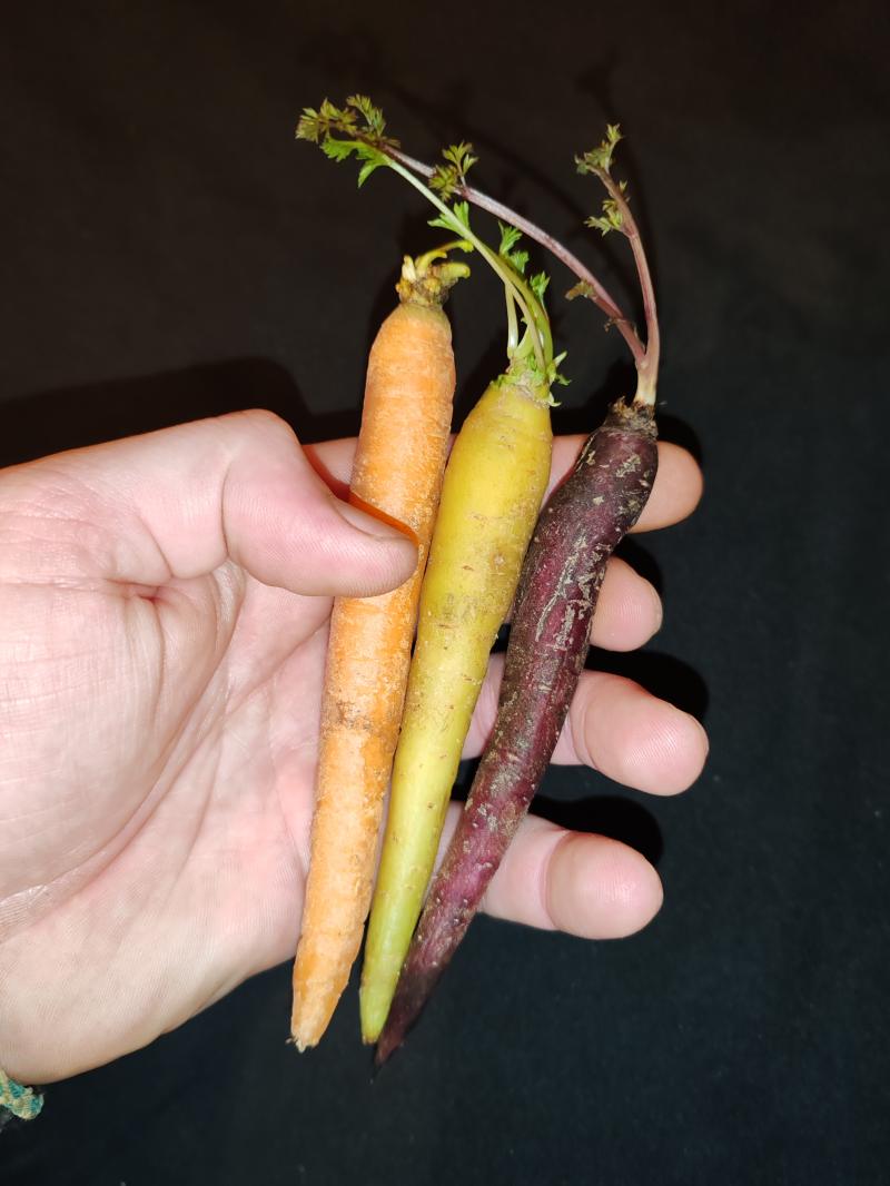 Photo photo_fev_25_2649